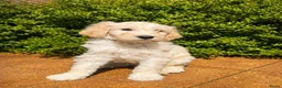 Kruising honden te koop: laatste labradoodle pup zoekt een gouden mandje - Advertentie 13