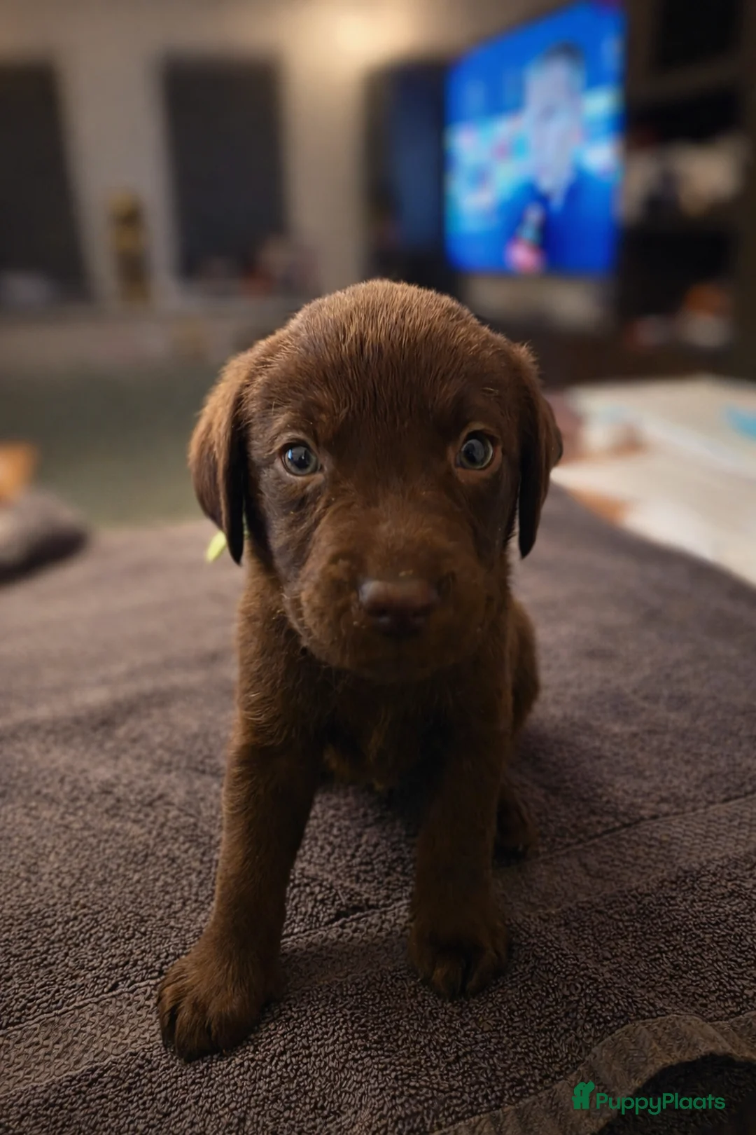 Labrador Retriever honden te koop: 6 mooie en lieve labradorpups - Advertentie 21