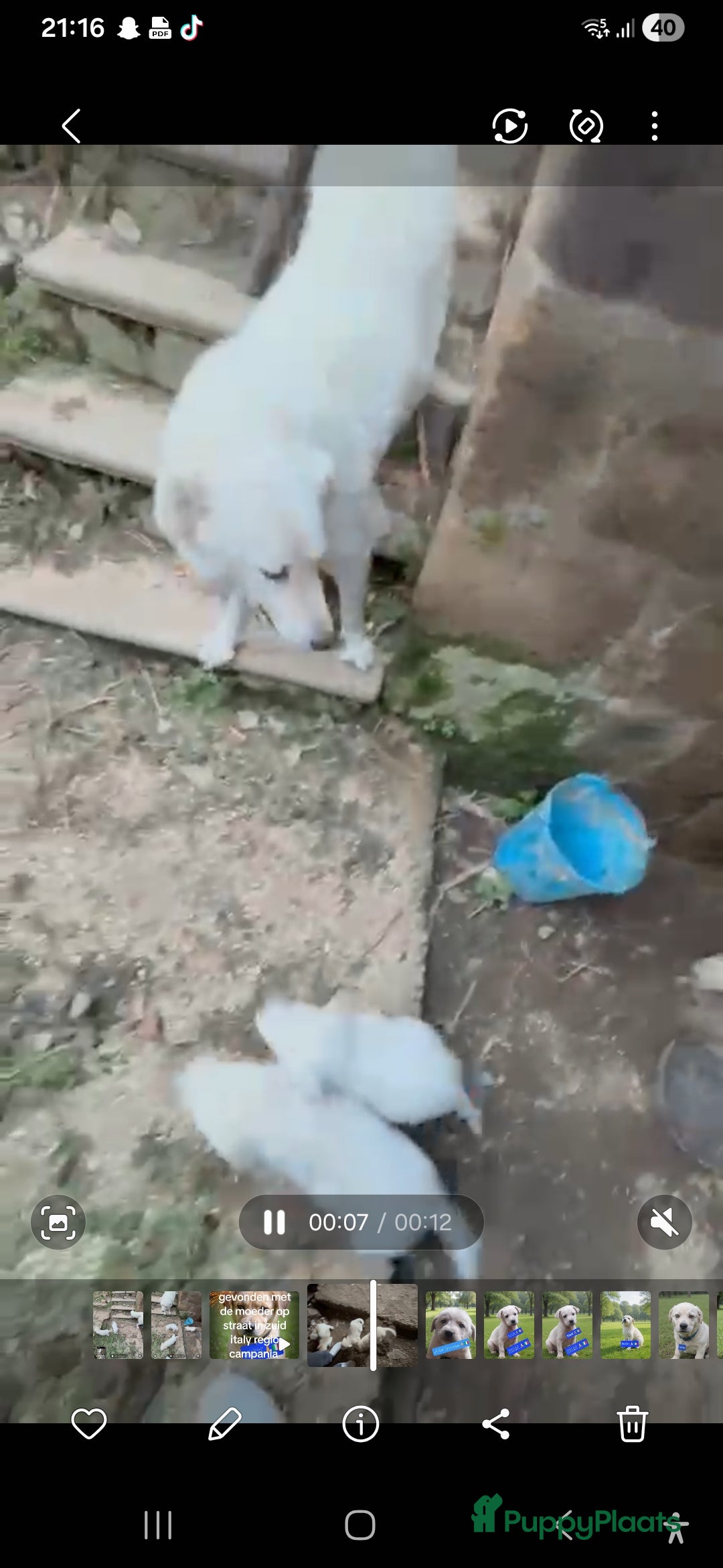 Kruising honden Deze italiaanse lieverds zoeken baasje - Advertentie 7