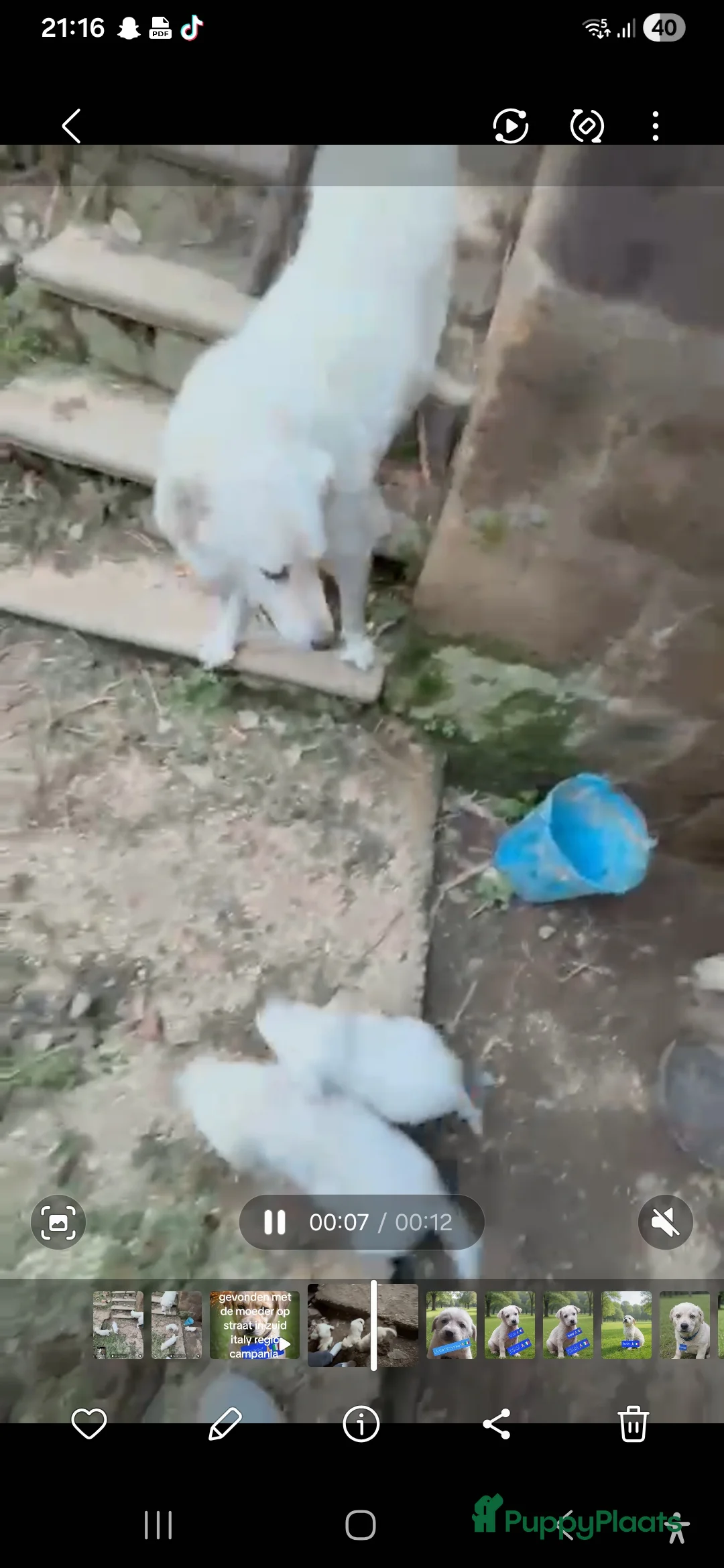 Kruising honden te koop: Deze italiaanse lieverds zoeken baasje - Advertentie 1