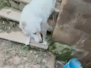 Kruising honden Deze italiaanse lieverds zoeken baasje - Advertentie 7