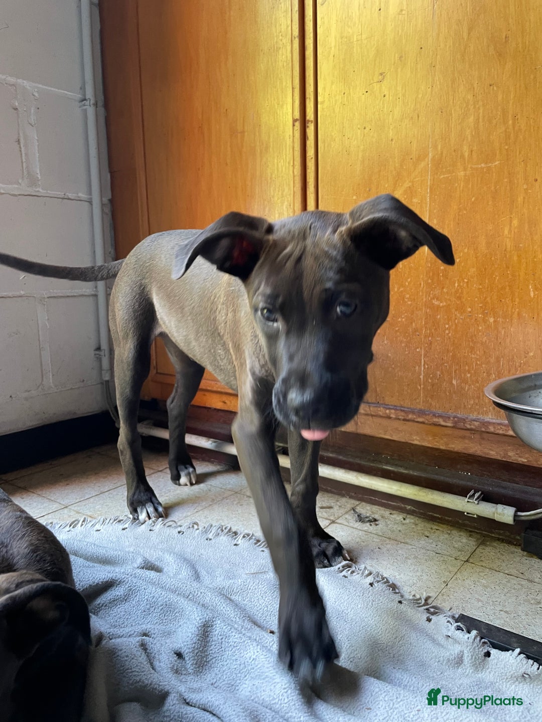 American Staffordshire Terriër honden te koop: Stafford mix cane corso  - Afbeelding 1
