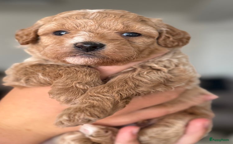 Maltipoo honden - Advertentie 1