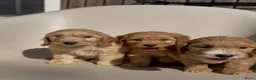 Cockapoo honden te koop: cockapoo pups - Advertentie 9