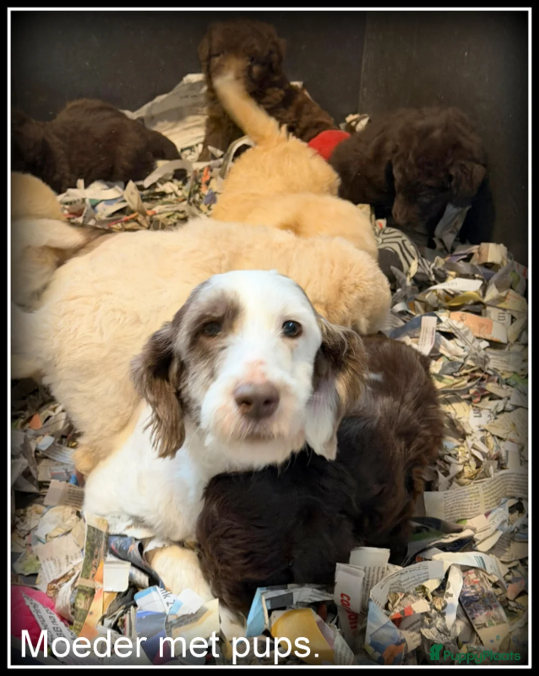 Kruising honden te koop: Bordoodle pups. Bordoodle x Labradoodle - Advertentie 26