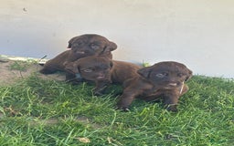 Duitse Staande Hond Langhaar honden te koop: Duitse staande langhaar pups  in Maastricht - Afbeelding 7