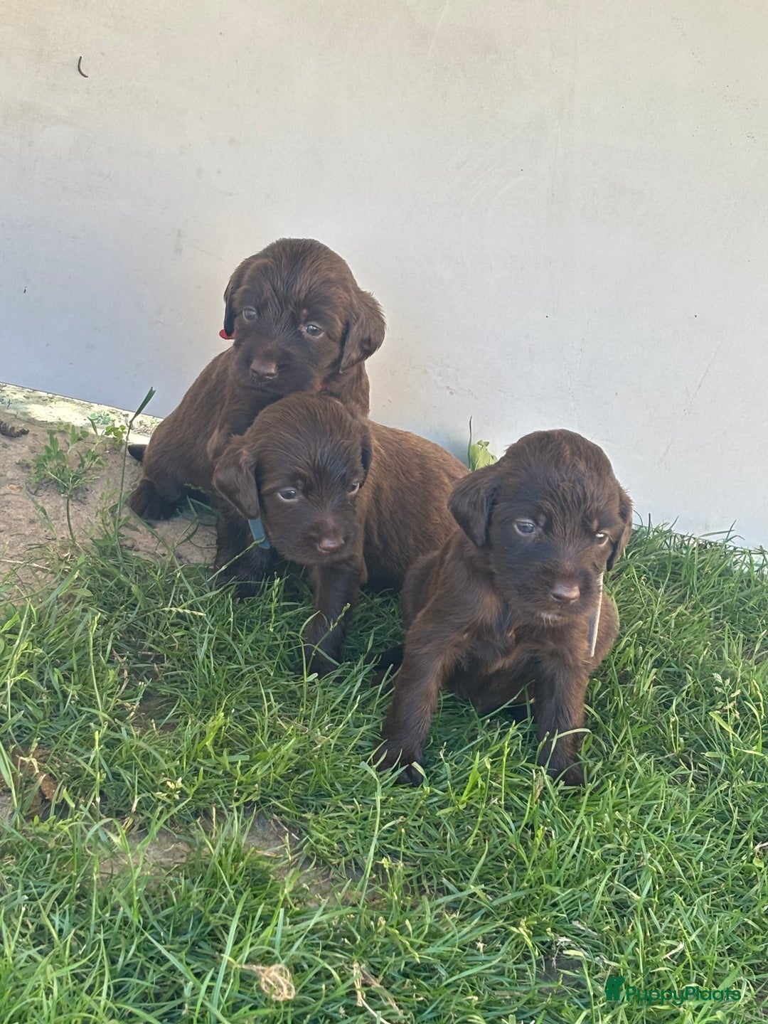 Duitse Staande Hond Langhaar honden te koop: Duitse staande langhaar pups  in Maastricht - Afbeelding 7