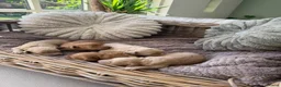 Labradoodle honden te koop: Mini Labradoodle  - Advertentie 4