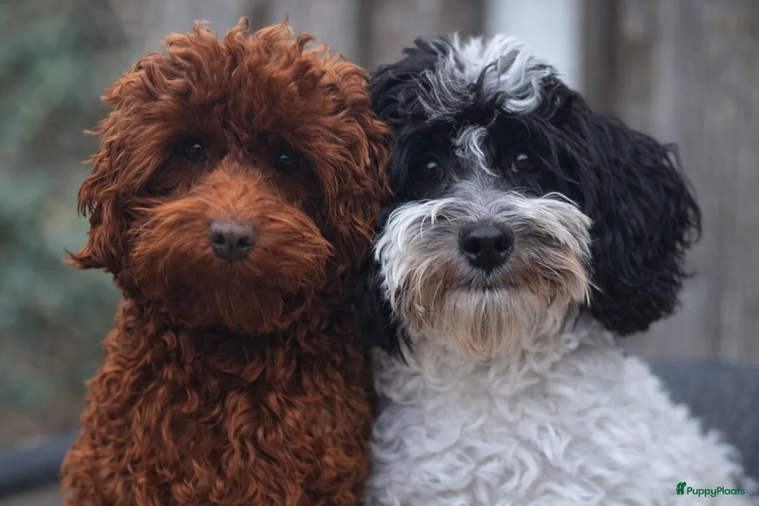 Australian Labradoodle honden te koop: Australian labradoodle mini  - Advertentie 9