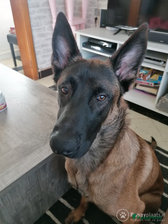 Mechelse Herder honden Mechelse herder dekreu in Eindhoven - Advertentie 22