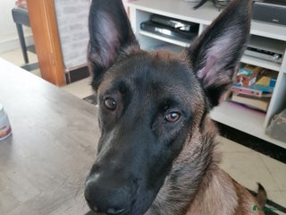 Mechelse Herder honden in Eindhoven - Advertentie 30