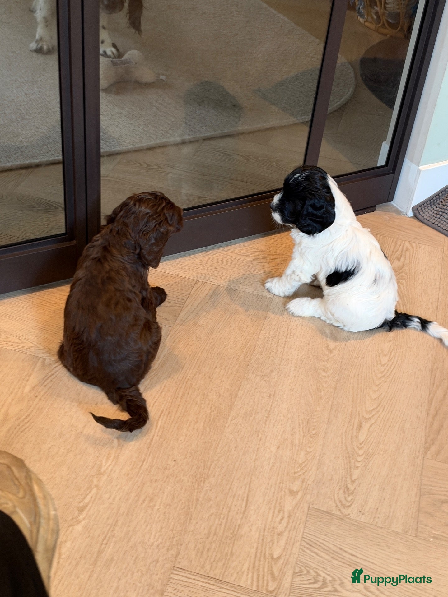 Kruising honden te koop: Nestje met Sproodle / Springerdoodle pups  - Advertentie 2