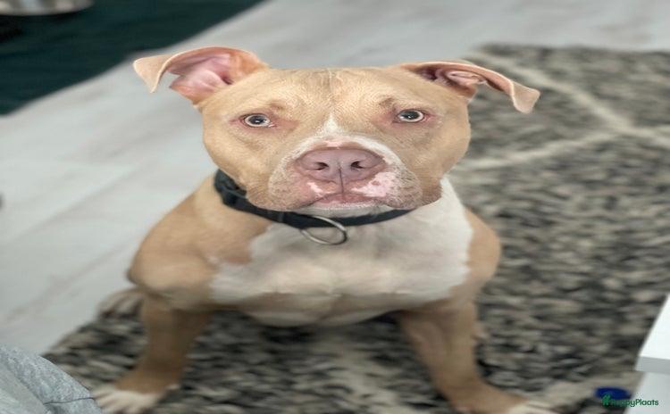 Pitbull Terriër honden Ajax/Jaxie ( DEKREU ) - Advertentie 5