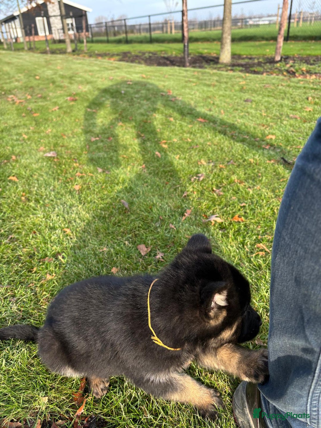 Duitse Herder honden te koop: Duitse herder pups -10 WK- nog 1 pup beschikbaar! - Advertentie 32