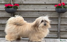 Havanezer honden te koop: Verwacht Havanezer pups met FCI stamboom - Afbeelding 1