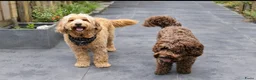 Australian Labradoodle honden te koop: Australian labradoodle pup! - Advertentie 7
