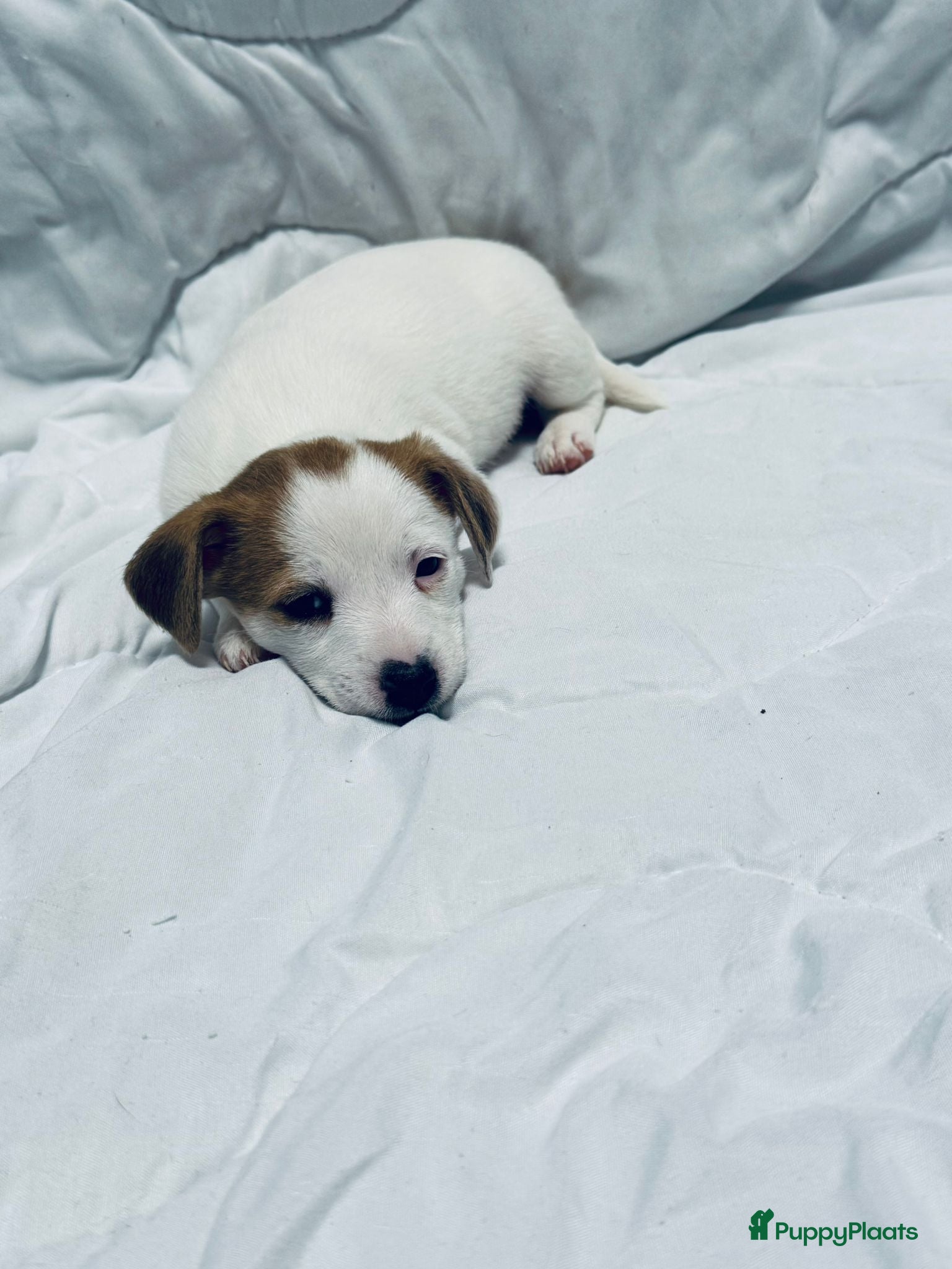 Jack Russel Terriër honden Jack Russell pups beschikbaar - Advertentie 1