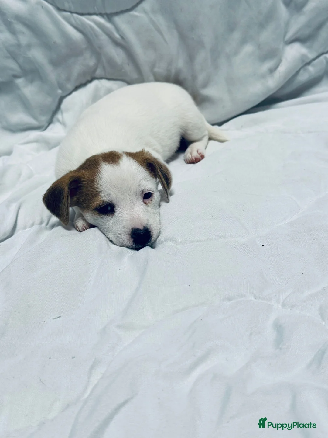 Jack Russel Terriër honden te koop: Jack Russell pups beschikbaar - Advertentie 1