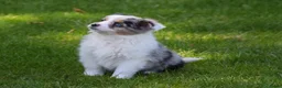 Australian Shepherd honden te koop: Knappe Miniature American Shepherd (MAS) pups - Advertentie 22