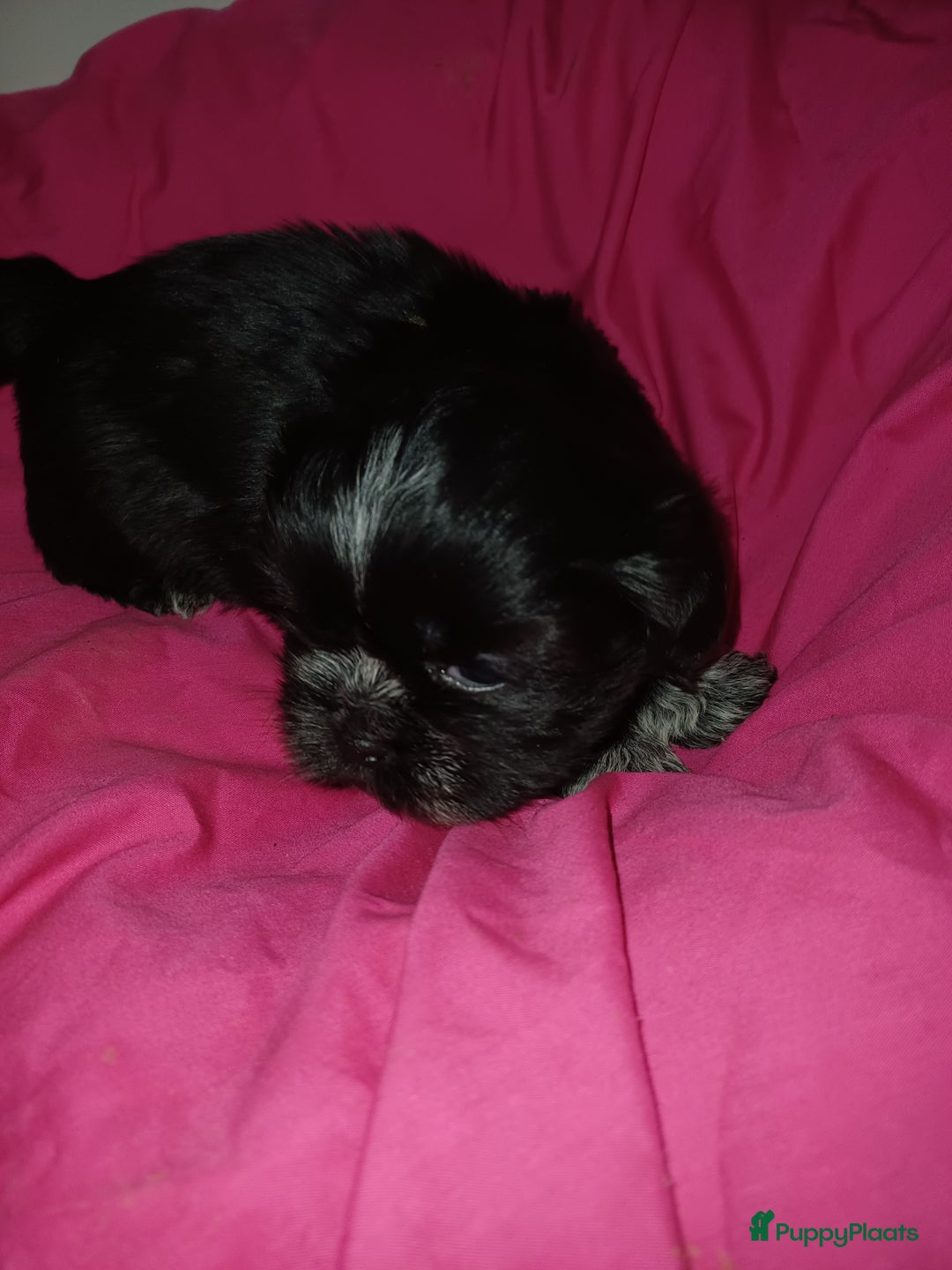Shih Tzu honden te koop: Lieve leuke raszuiver shih tzu pups  - Advertentie 8