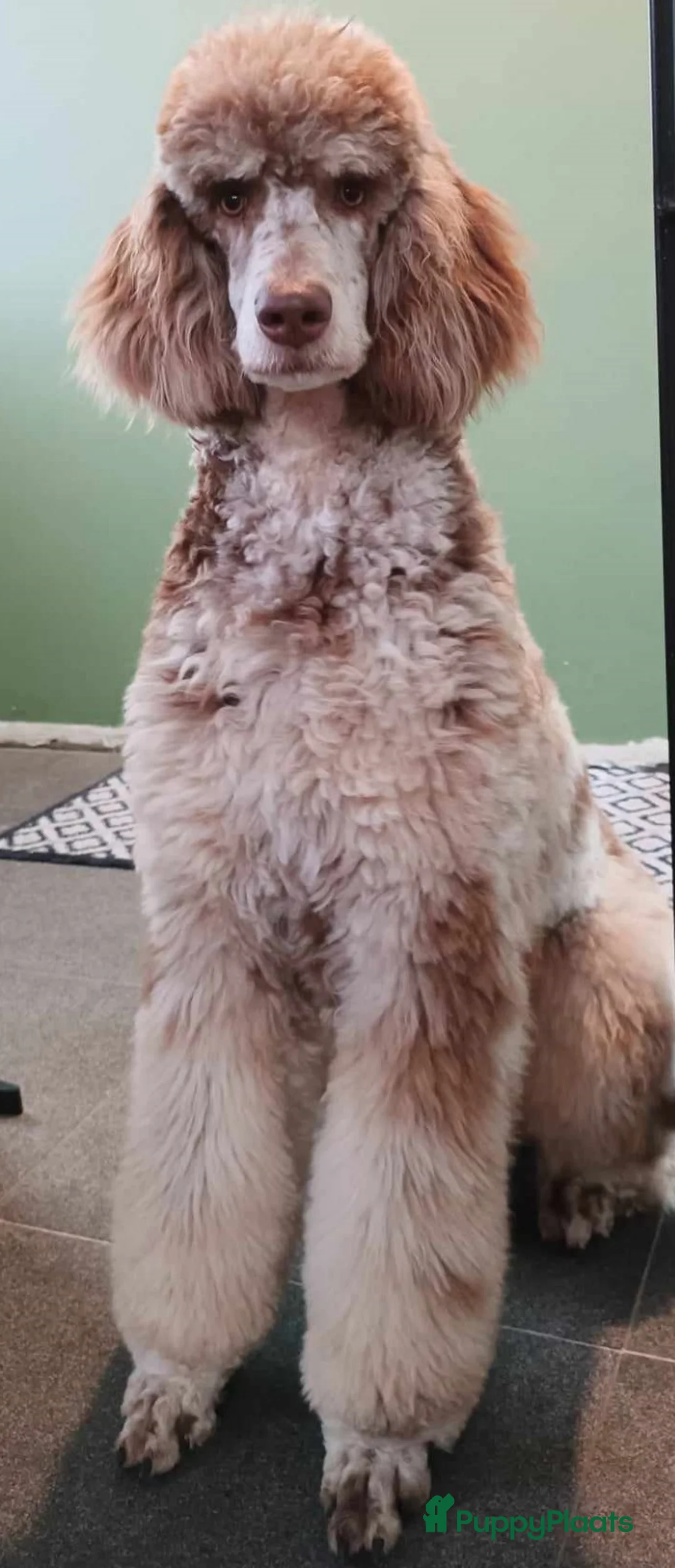 Poedel honden te koop: Verwacht: Koningspoedel pups - Advertentie 1