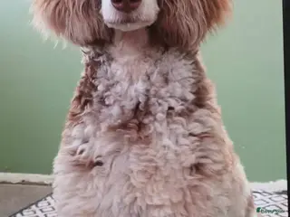 Poedel honden Verwacht: Koningspoedel pups - Advertentie 3