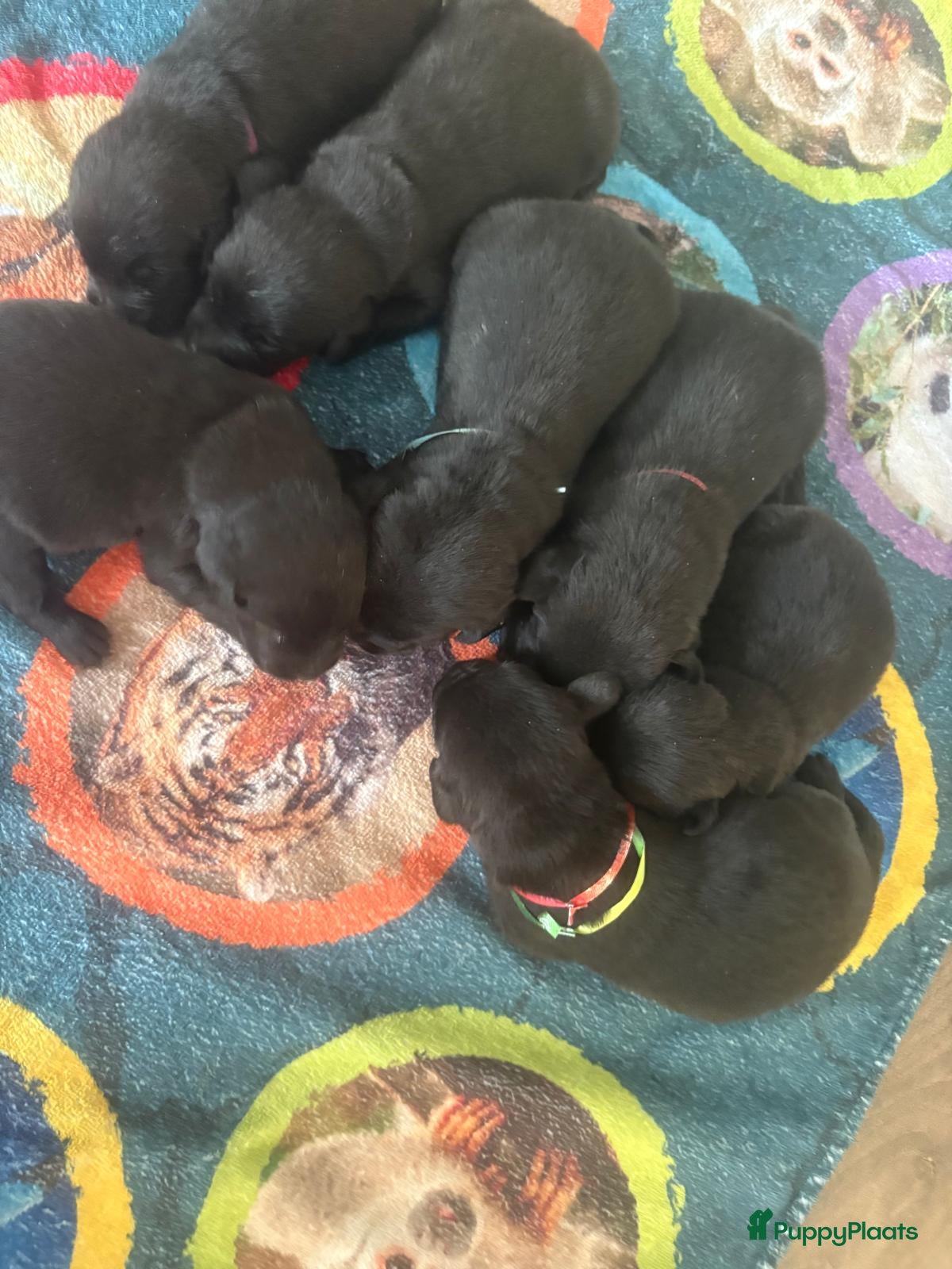 Labrador Retriever honden Nog 2reutjes beschikbaar - Advertentie 2