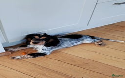 Cockapoo honden te koop: Nestje cockapoo  - Afbeelding 7