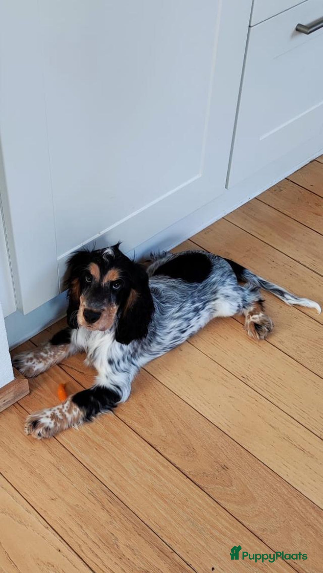 Cockapoo honden te koop: Nestje cockapoo  - Afbeelding 7
