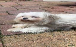 Maltezer honden ter dekking: Maltezer  in Veendam - Afbeelding 3