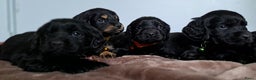 Kruising honden te koop: Kruising Engelse cockerspaniel pups.  - Advertentie 4