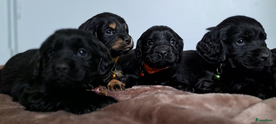 Kruising honden te koop: Kruising Engelse cockerspaniel pups.  - Advertentie 4