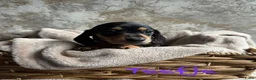 Teckel (korthaar)  honden te koop: Prachtige teckelpups 🐶 - Advertentie 12