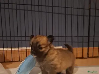 Pomchi honden Pomchi's - Advertentie 3