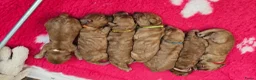 Labradoodle honden te koop: Super mooie Labradoodle pups in Schijndel - Advertentie 3