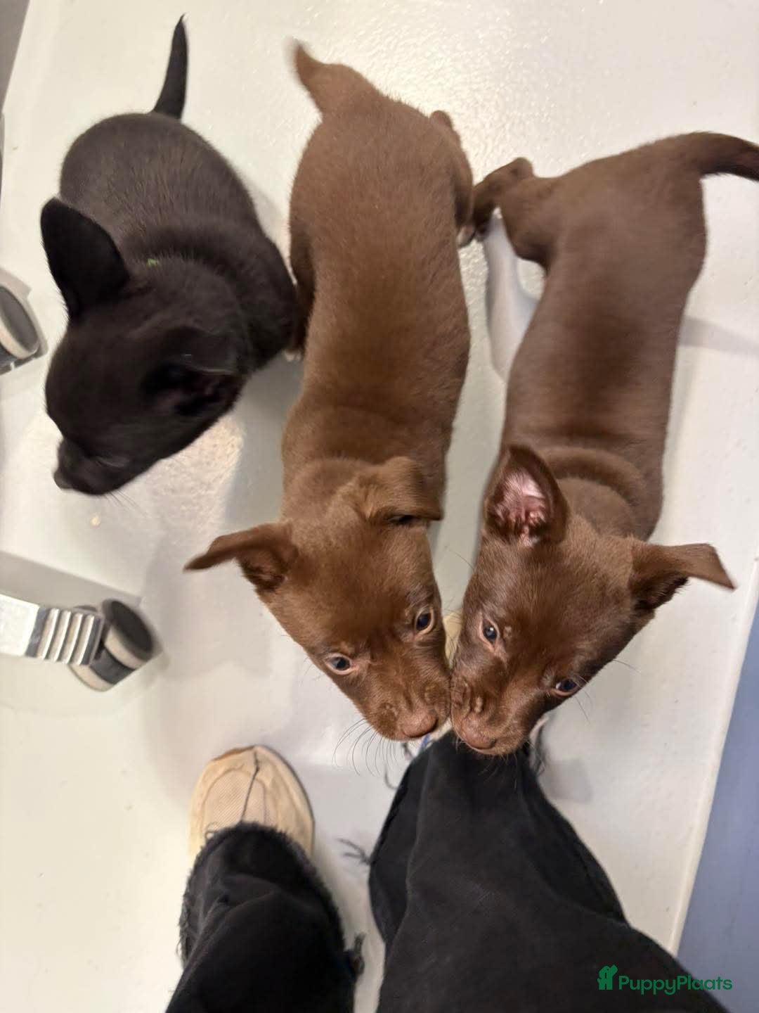 Australian Kelpie honden Mooie Australian Kelpie pups - Advertentie 1