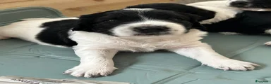 Kruising Puppy 2
