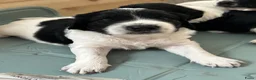 Kruising honden te koop: Gouden huis gezocht - Advertentie 8