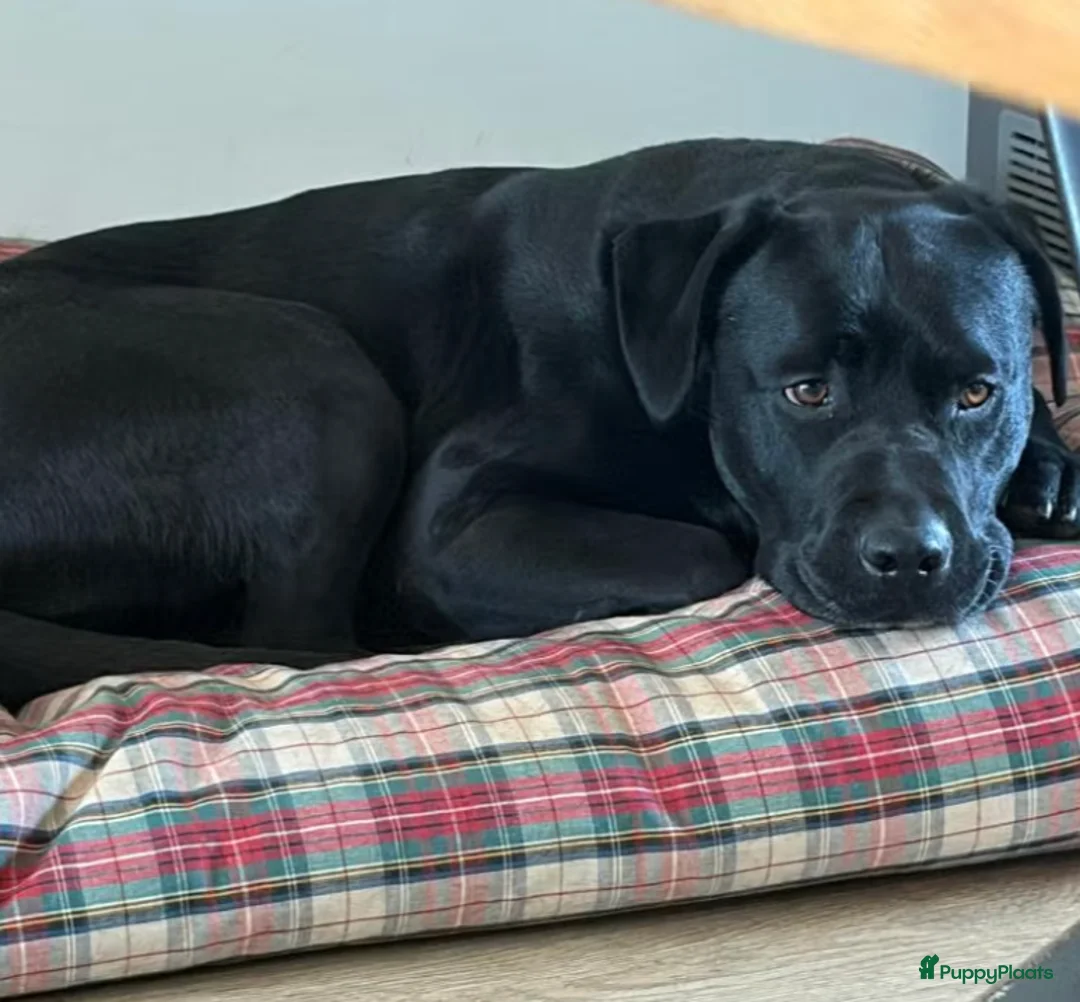 Kruising honden te koop: Loving and loyal 5 year old Lab/ Pitbull mix - Advertentie 6