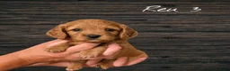 Cavapoo honden te koop: Prachtige Cavapoo pups beschikbaar  - Advertentie 5