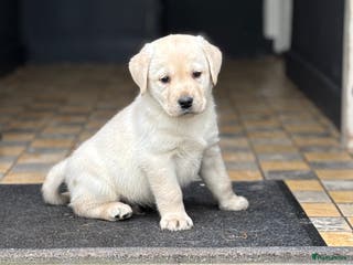 Labrador Retriever honden Prachtige gele Labrador pups, reutjes - Advertentie 1