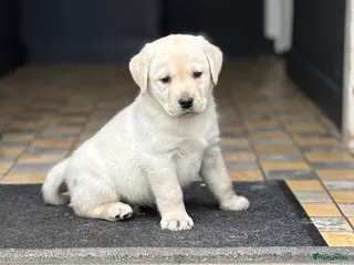 Labrador Retriever honden Prachtige gele Labrador pups, reutjes - Advertentie 2