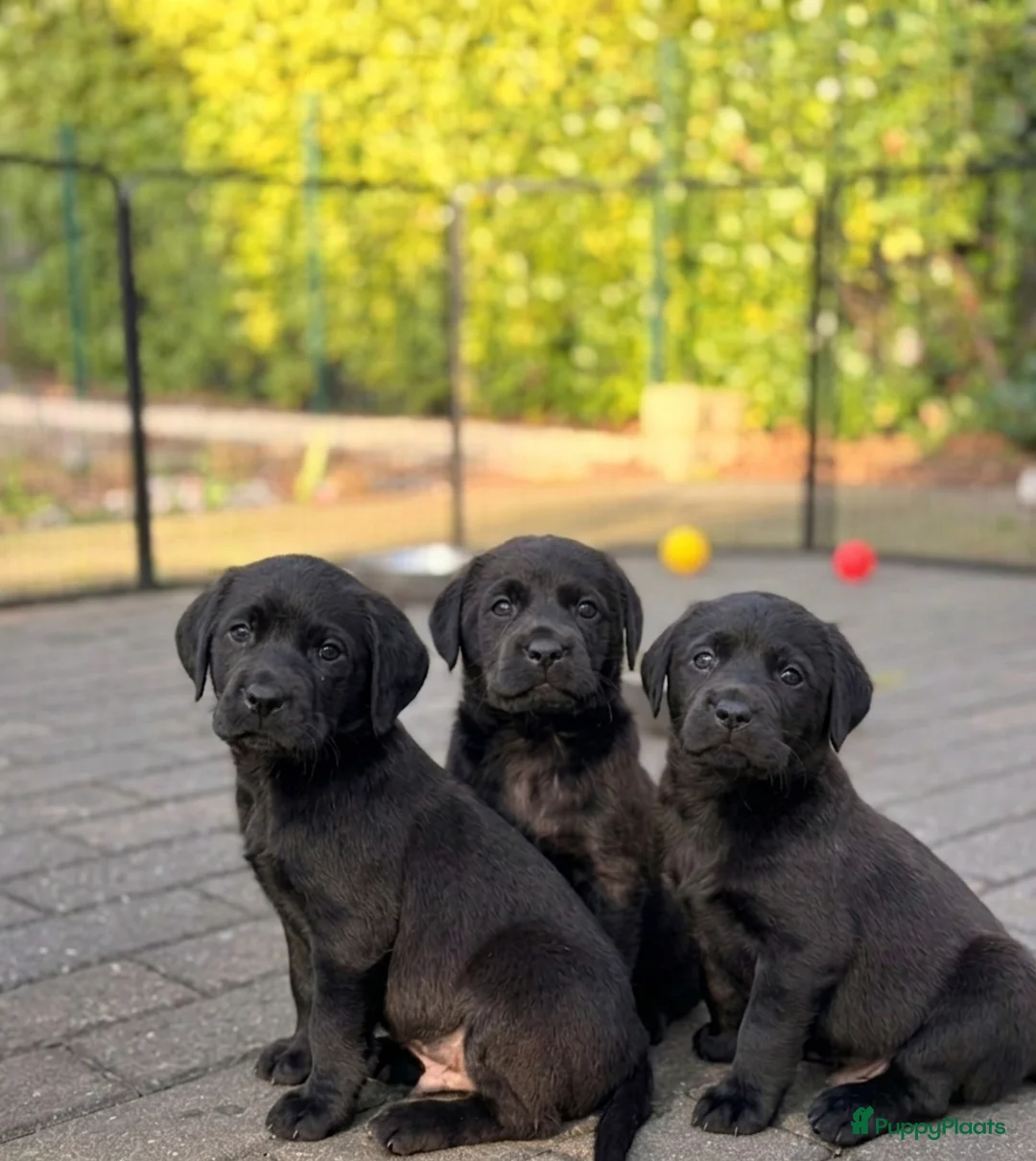 Labrador Retriever honden te koop: Fieldtrial labrador pups  - Advertentie 2