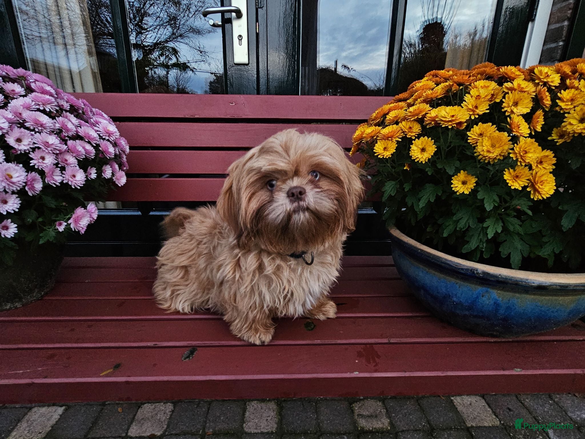 Shih Tzu honden Shihi tzu - Advertentie 1