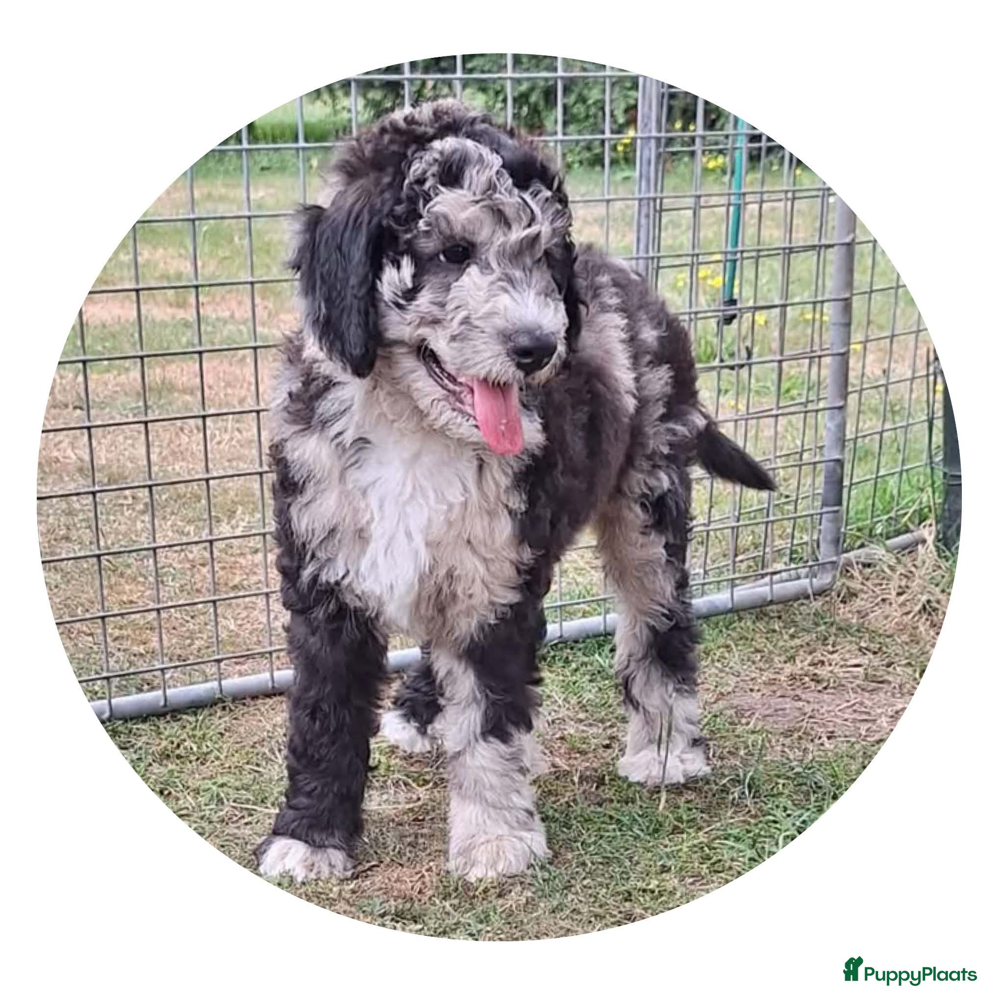 Bernedoodle honden unieke Bernedoodle pups - Advertentie 1