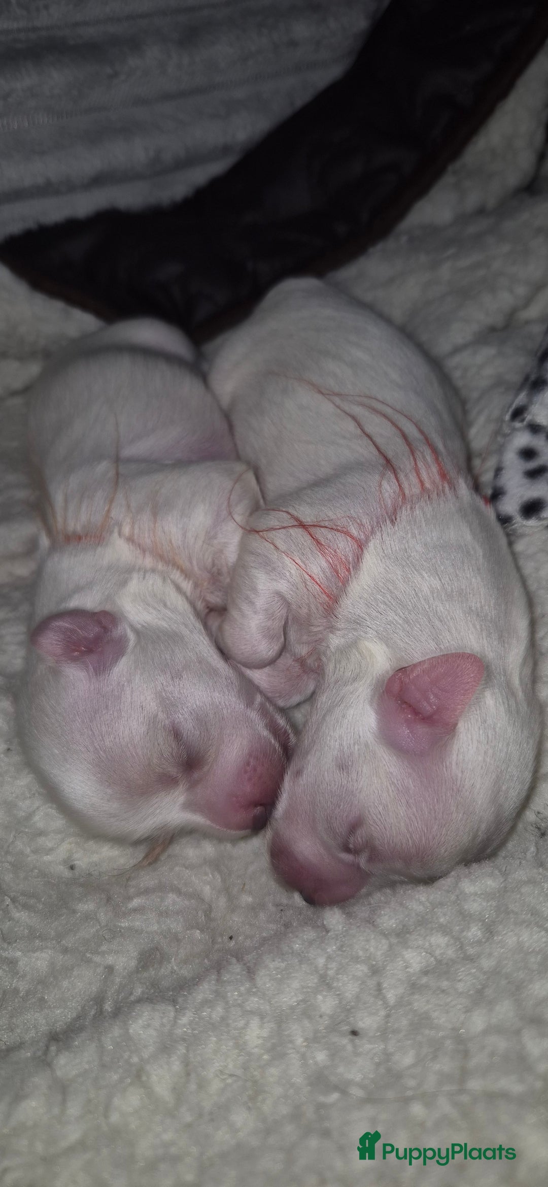 Maltezer honden te koop: Malteser toy - Advertentie 5