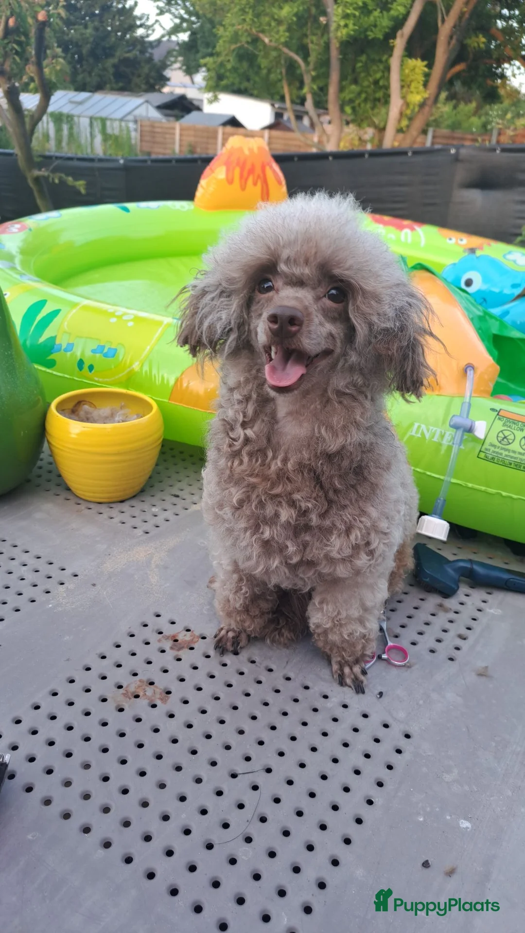 Poedel Toy honden te koop: Knappe toypoedel reu - Advertentie 1