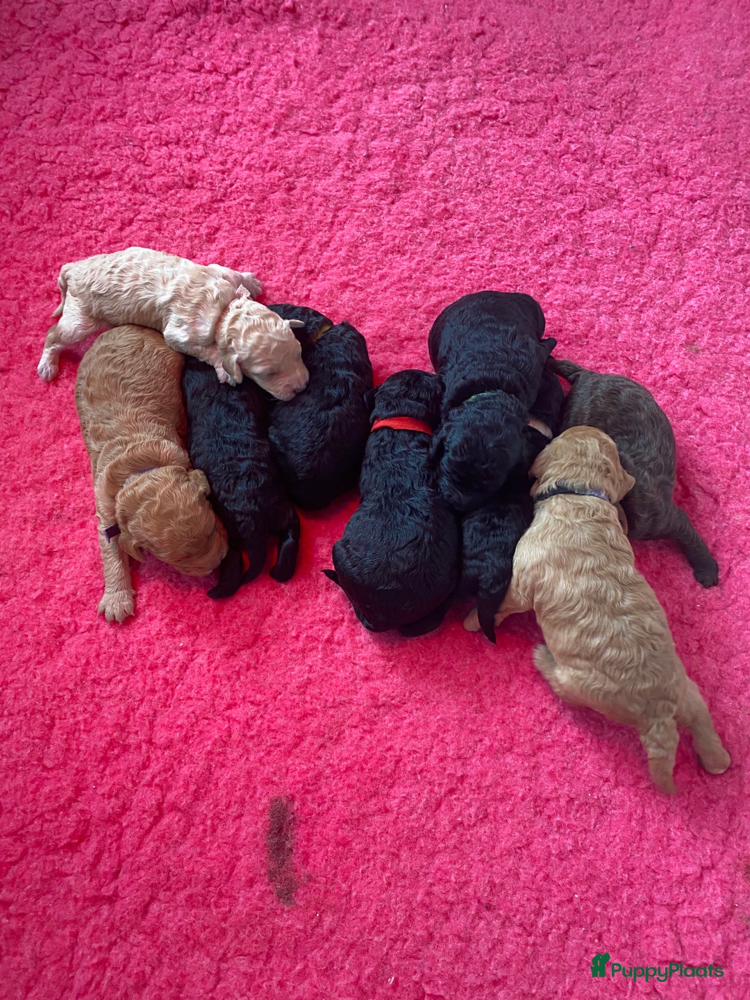 Labradoodle honden te koop: Prachtige labradooles puppy’s  - Advertentie 6