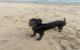 Cane Corso honden te koop: Cane corso 7 puppy’s - Afbeelding 12