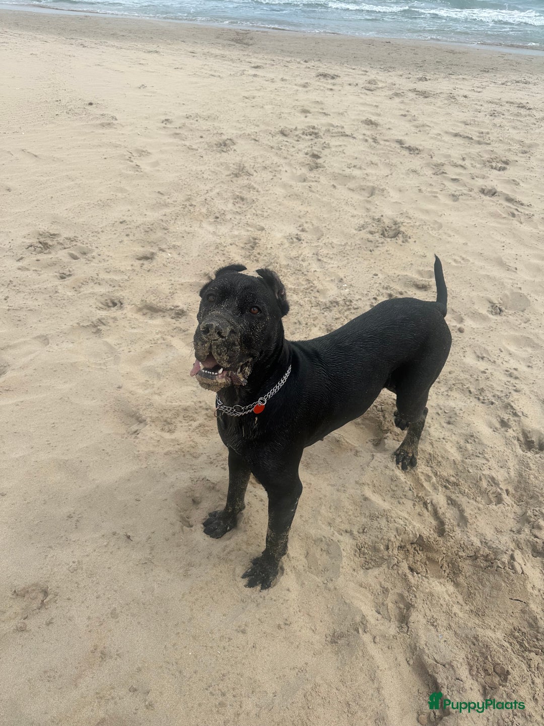 Cane Corso honden te koop: Cane corso 7 puppy’s - Afbeelding 12